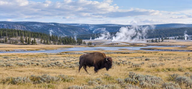 Yellowstone není zoo - jak bezpečně pozorovat bizony